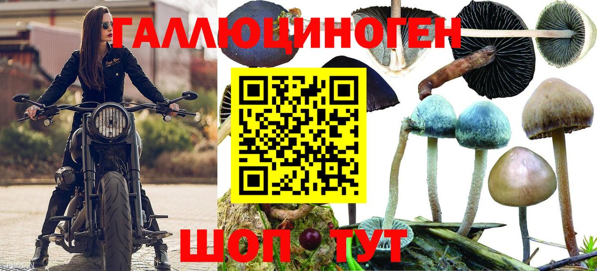 Галлюциногенные грибы Psilocybine cubensis Лянтор